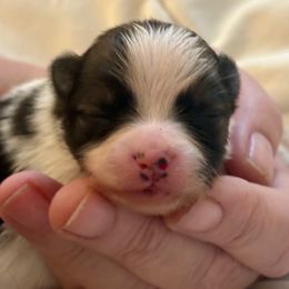 Ripple - Black and tan parti male Pomeranian puppy in Palatka, Florida from Sugarland Pomeranians