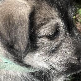 Companion Crosses and Working Dog Crosses from Amazing Standard Schnauzers