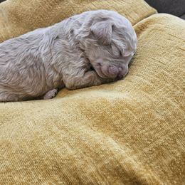 Captain Gantu - Apricot male Cavapoo puppy in Copperas Cove, Texas from Grapeshot Poodles & Doodles LLC