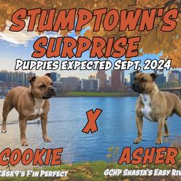 Staffordshire Bull Terrier Puppies from Stumptown SBTs