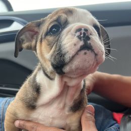 Bulldogs from Lulu’s EB Babies