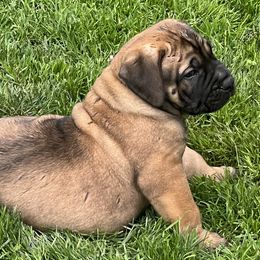 Hoss - Reddish brown Boerboel puppy in Lake View, New York from Coomore Boerboels