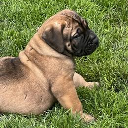 Hoss - Reddish brown Boerboel puppy in Lake View, New York from Coomore Boerboels