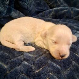 2 Hoss - Cream male Dachshund puppy in Visalia, California from DachGraston Dachshunds