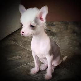 Chihuahua and Chinese Crested Puppies from Western Kentucky Chihuahua’s and Chinese Crested’s