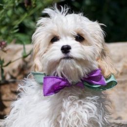 Piper - Blenheim female Cavachon puppy in Draper, Utah from Cavachon Love Chocolate Cavaliers, Cavaliers, Cavachon’s, Cavapoos