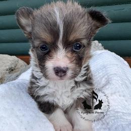 Bluie Rowan Full Fluffy With A Tail - Blue male Pembroke Welsh Corgi puppy in Casper, Wyoming from Flying Note Shorties