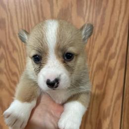 Rayna - Red female Pembroke Welsh Corgi puppy in Delton, Michigan from CorGizmo