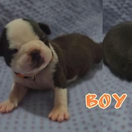 Orange - Seal and white male Boston Terrier puppy in Clinton Township, Michigan from Greenberg's Boston Terriers & Bullies of Metro Detroit