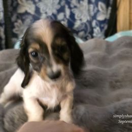 Sneezy - Cream male Dachshund puppy in Willard, Utah from Simply Sharing Love