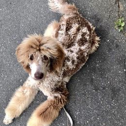 Poodles from Redhead