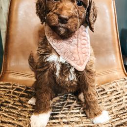 Goldendoodle Puppies from The Doting Doodle