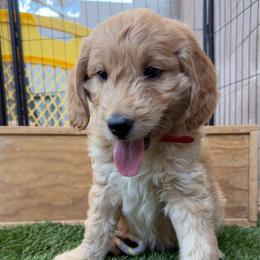 Supreme - Cream male Goldendoodle puppy in Las Vegas, Nevada from Puppies of the West