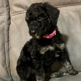 Phantom Girl 1 - Phantom female Poodle puppy in Jesup, Georgia from Altamaha Mud Poodles LLC.