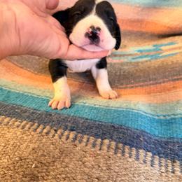 Lavendar collar girl - Mantle female Great Dane puppy in Centennial, Colorado from Vanmar Great Danes of Colorado