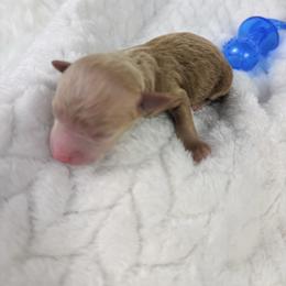 Palm - Cafe au lait male Poodle puppy in Florida from Adorable Toy-Miniature Poodles