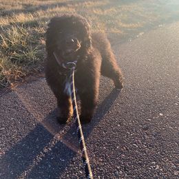 Mando - Tri Phantom Female - Phantom Poodle puppy in Stanley, Wisconsin from Fanciers' Poodles
