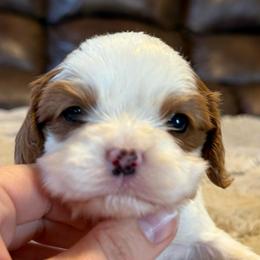 Zoe - Blenheim female Cavapoo puppy in Brandenburg, Kentucky from Bluegrass River Newfoundlands