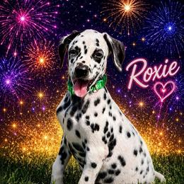 Roxie - White and black female Dalmatian puppy in Mt. Vernon, Texas from Double B