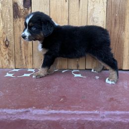 Girl 5 - Black tri-color Australian Shepherd puppy in Chino, California from RanchLand Aussies HC