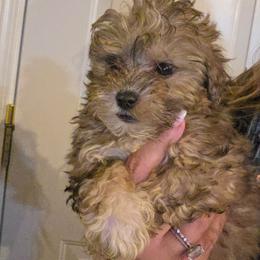 Charlee - Sable male Schnoodle puppy in Galena, Illinois from Perry's doodles