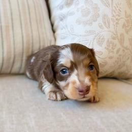 Nash - Dapple male Dachshund puppy in Cape Coral, Florida from Dear Dachshunds