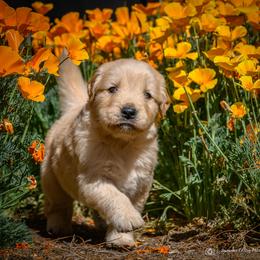 Girl 4 - male Golden Retriever puppy in Palmdale, California from AmazingK9s