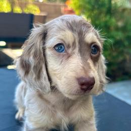 Lamborghini - Dapple male Dachshund puppy in Menifee, California from Dachshunds in SoCal