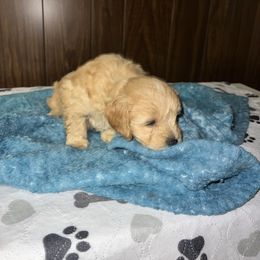 Green - Apricot male Cavapoo puppy in Chicago, Illinois from Teddy & Elly Litter