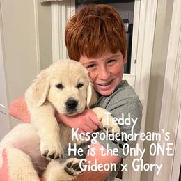 Golden Retriever puppies from KCs Golden Dream