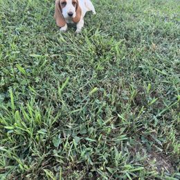 Girl 3 - Mahogany and white female Basset Hound puppy in Tahlequah, Oklahoma from HNH Hounds