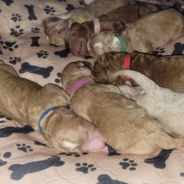 French Bulldog and Goldendoodle Puppies from Good Vibes Puppies