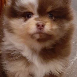Companion Crosses and Pomeranians from Izzy Poms