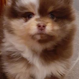 Companion Crosses and Pomeranians from Izzy Poms