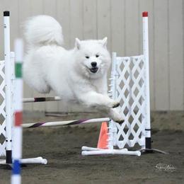 Samoyed All Grown Up from Subarktika Samoyeds
