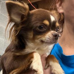 Anna - Chihuahua