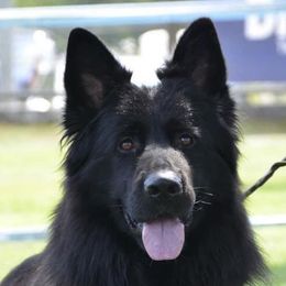 Mayla - German Shepherd