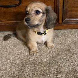 Dachshund Puppies from The Dach Box