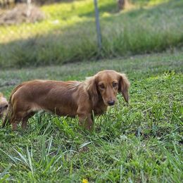 Ginger - Dachshund