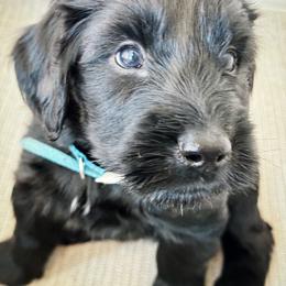 Bond (Turquoise) - Black Giant Schnauzer puppy in Harrisville, Utah from Diamond in the Ruff
