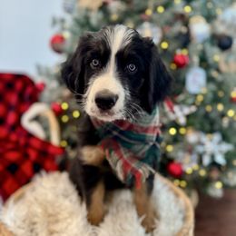 HARVEY harvest - male Australian Mountain Doodle puppy in Taylors, South Carolina from Aspen Mountain Doodles LLC