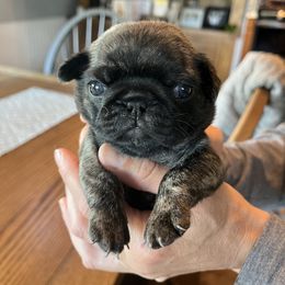 Pete - Brindle male Pug puppy in Olivia, Minnesota from Holland Pugs