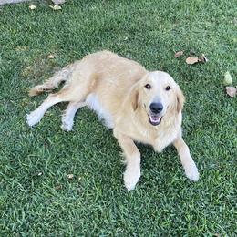 Molly - Golden Retriever
