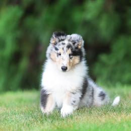 Collie Puppies from Fianna Collies