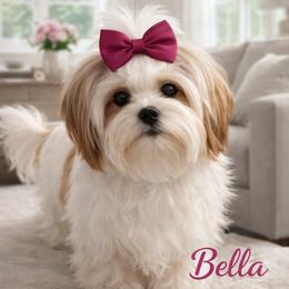 Bella - Yorkshire Terrier