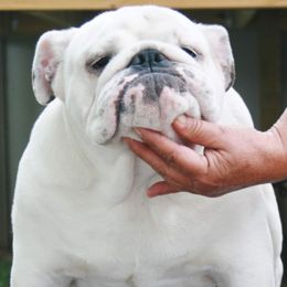 Goliath - Bulldog