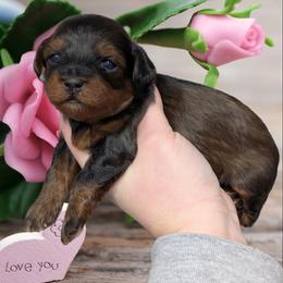 Confetti - Black and tan female Yorkipoo puppy in Coshocton, Ohio from Forever Family Puppies