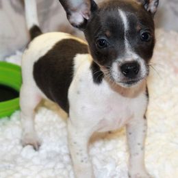 Teddy Roosevelt Terrier Puppies from Aerie Ridge Teddy Roosevelt Terriers