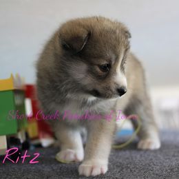 Pomsky Puppies from Short Creek Pomskies of Iowa