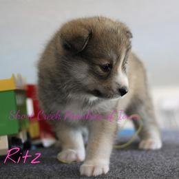 Pomsky Puppies from Short Creek Pomskies of Iowa
